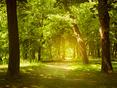 Sonnendurchfluteter Waldweg, umgeben von grünen Bäumen und üppigem Gras, im Hintergrund weiches Licht.
